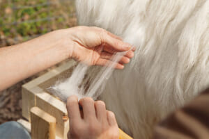 ファルコネーリ