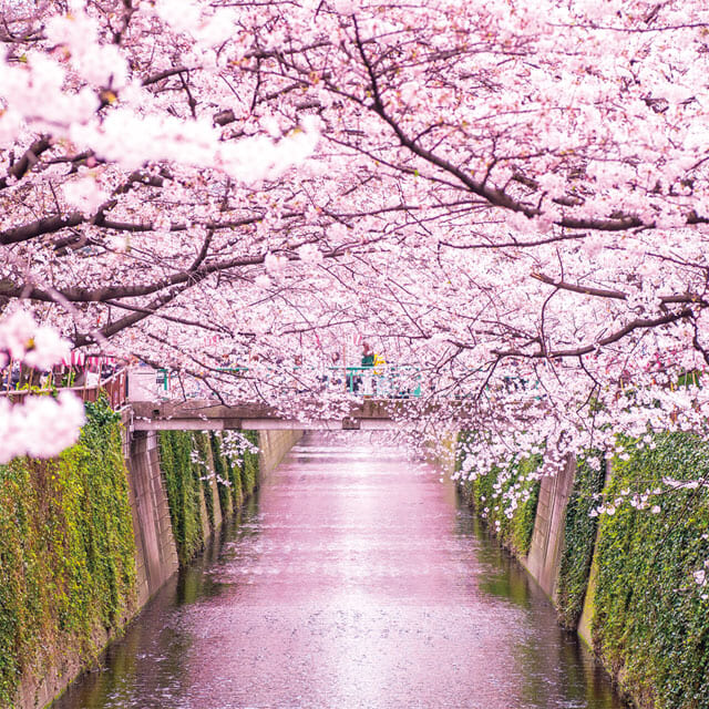 空を思えば満目の花