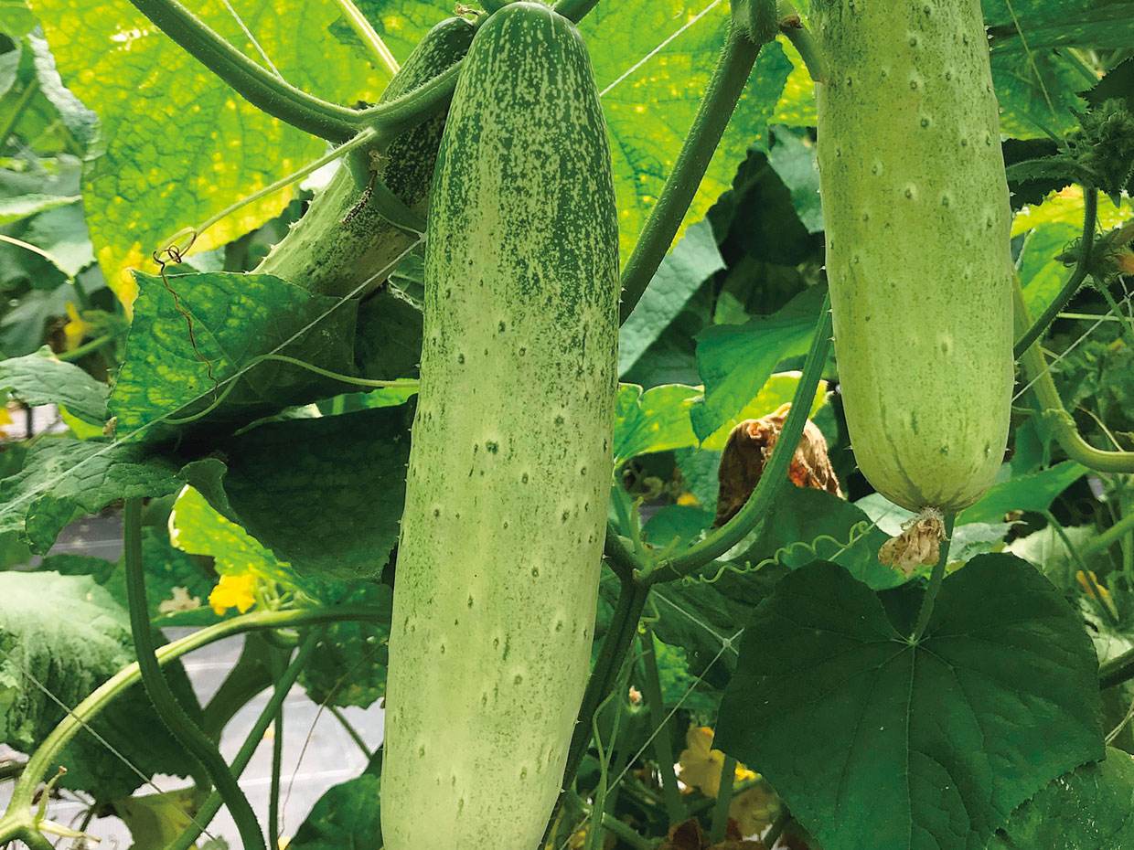 群馬県・高山きゅうり