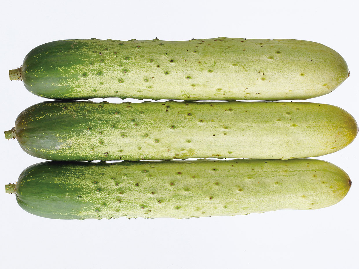 東京都・馬込半白きゅうり