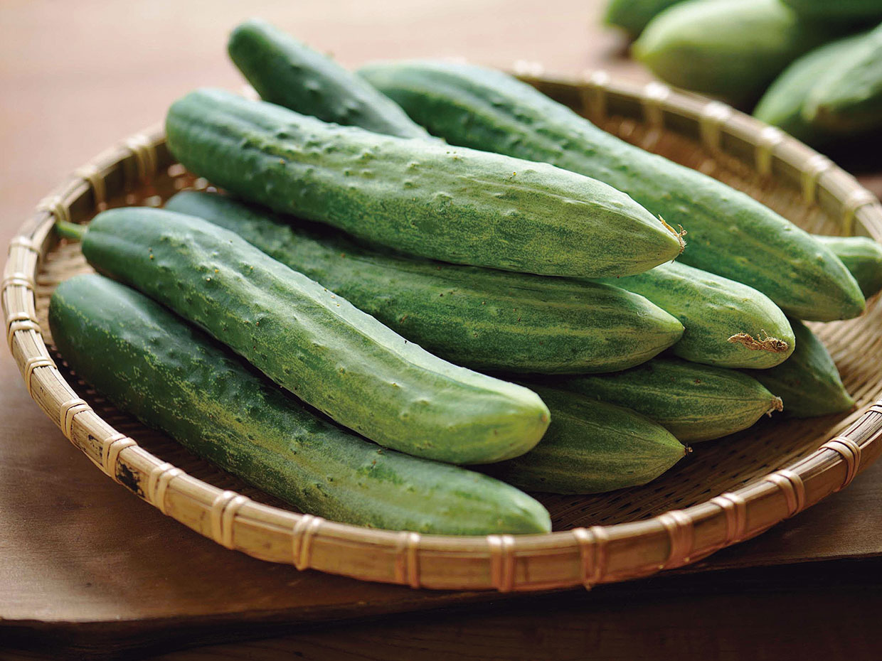 新潟県・刈羽節成きゅうり