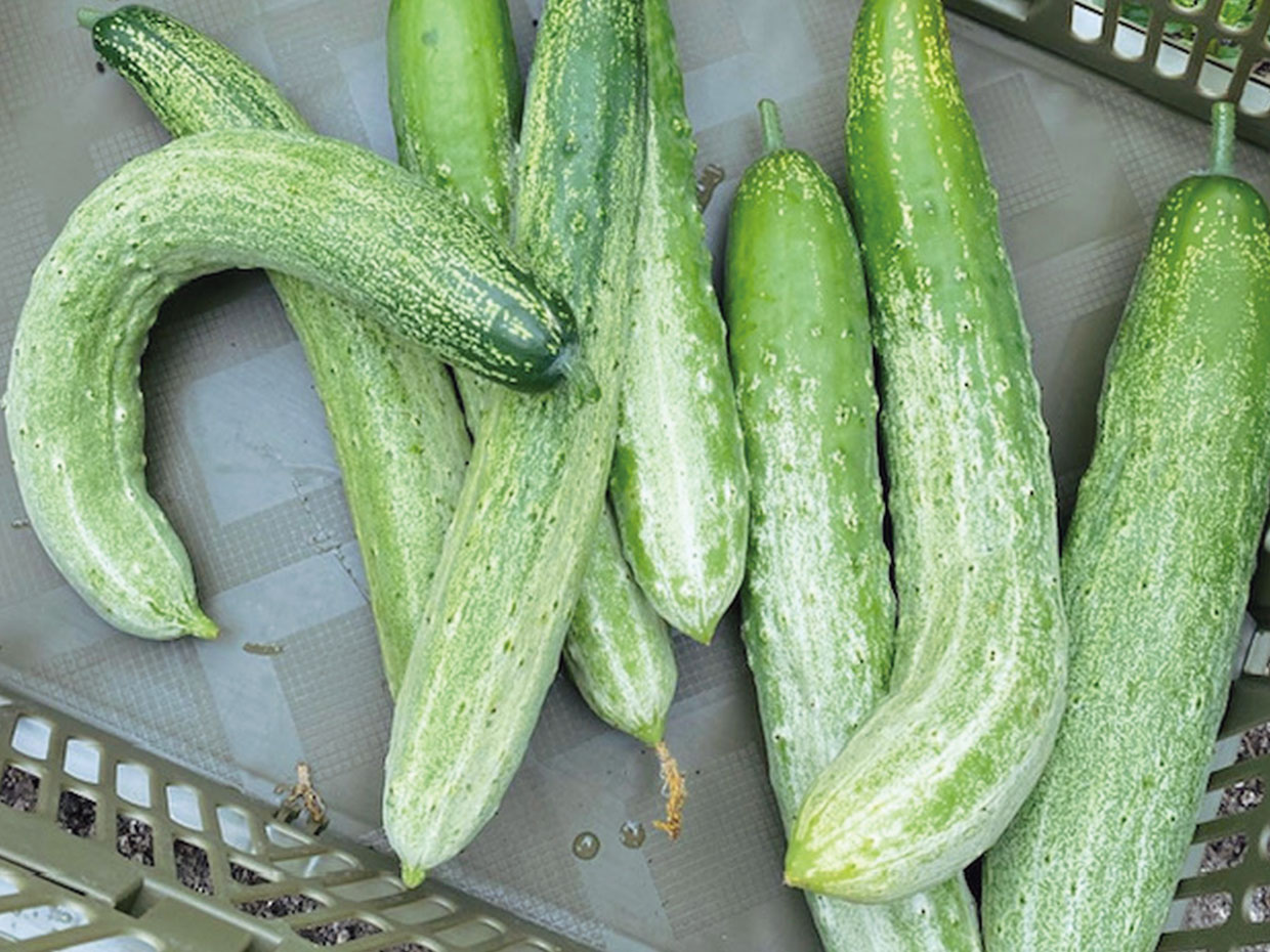 長野県・清内路きゅうり