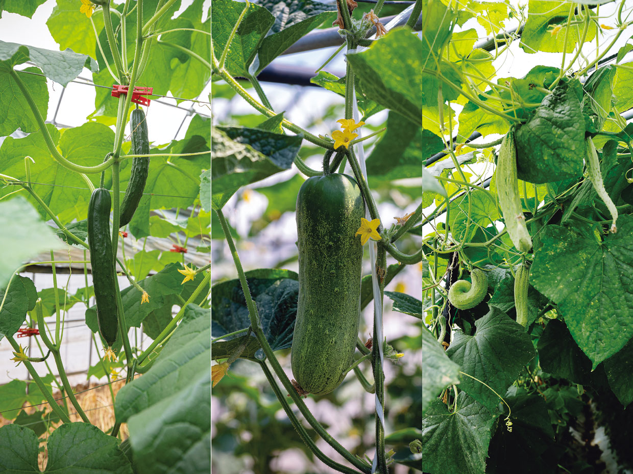 きゅうりの産地（館林、金沢、京都）