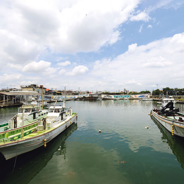 相模湾・乱舞する朝獲れ魚たち&emsp;平塚編