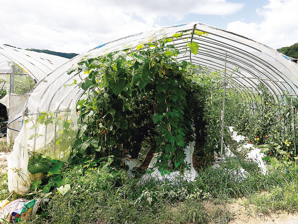 あさかぜきゅうりの栽培の様子。葉が生い茂っている