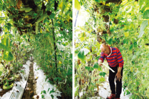 （左）天井から垂れ下がる白い実（右）アーチの天井は低く、実の収穫は身をかがめて行わなくてはならない
