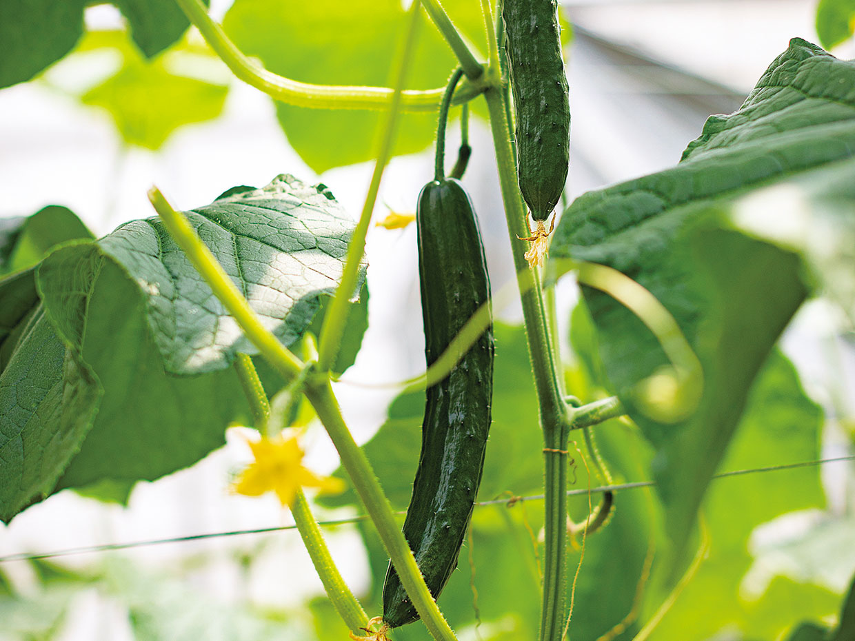 イボ立ちが良く、しならないのが新鮮なきゅうりの証