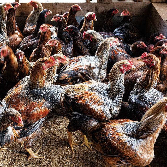 豆腐で育てた鳥取地どりピヨ
