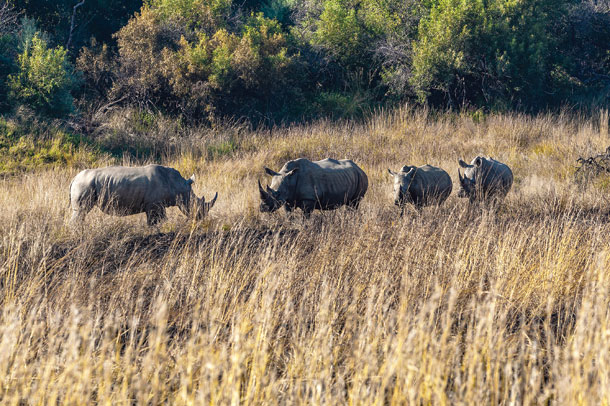 シロサイの群れ