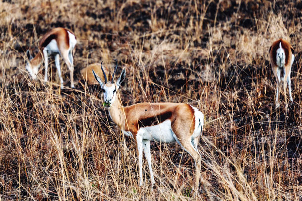 草をくわえたままこちらを向いたスプリングボック