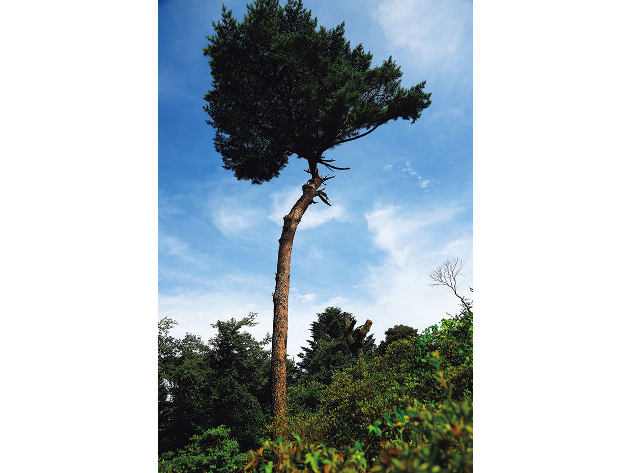 明治神宮。御苑から北参道に向かう途中にも長い時を経て成長した樹木がたたずむ