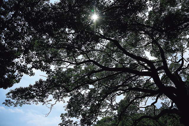 明治神宮の清正井。下屋敷を構えた加藤清正が掘ったと伝わる名湧水