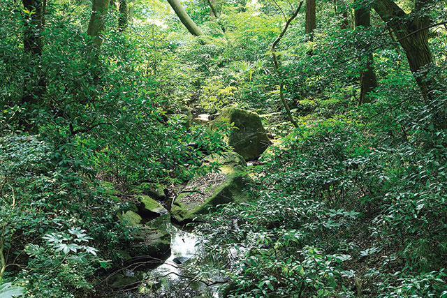 明治神宮の清正井。下屋敷を構えた加藤清正が掘ったと伝わる名湧水