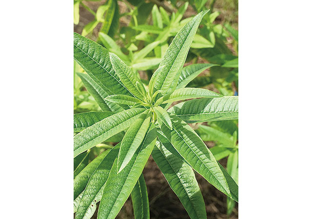 レストラン&nbsp;タテル&nbsp;ヨシノ&nbsp;銀座。育てているハーブ