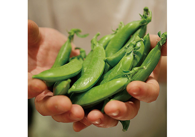 高知県南国市の土居さんが作ったスナップエンドウ