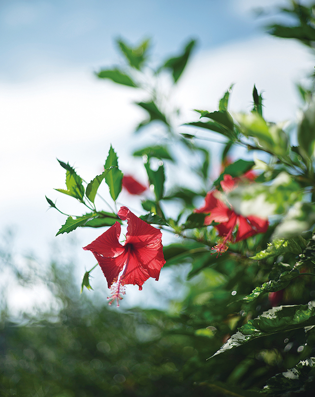 星のや沖縄。赤いハイビスカス