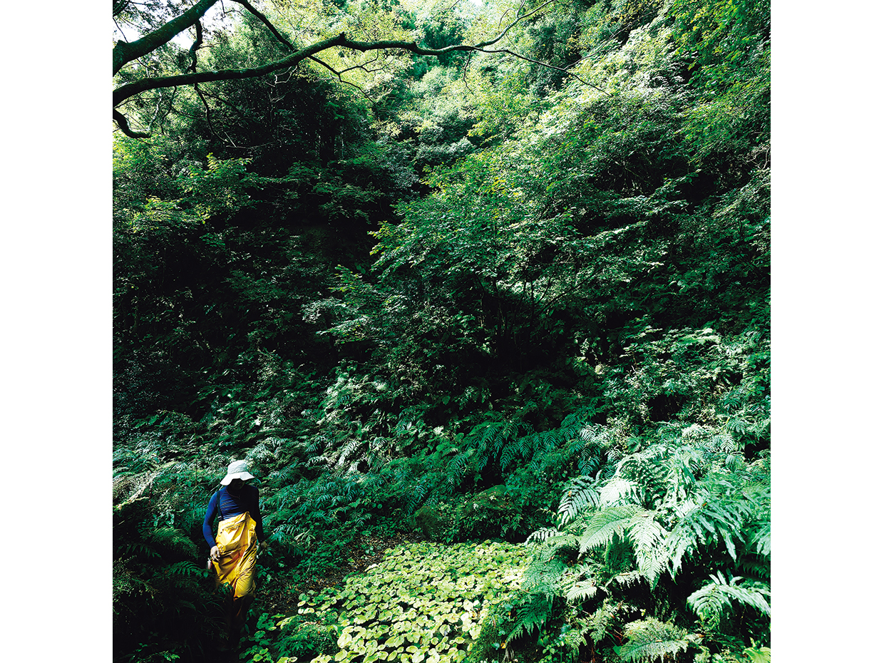 鳥取、西河商店。わさびの栽培、わさび製品の製造・販売