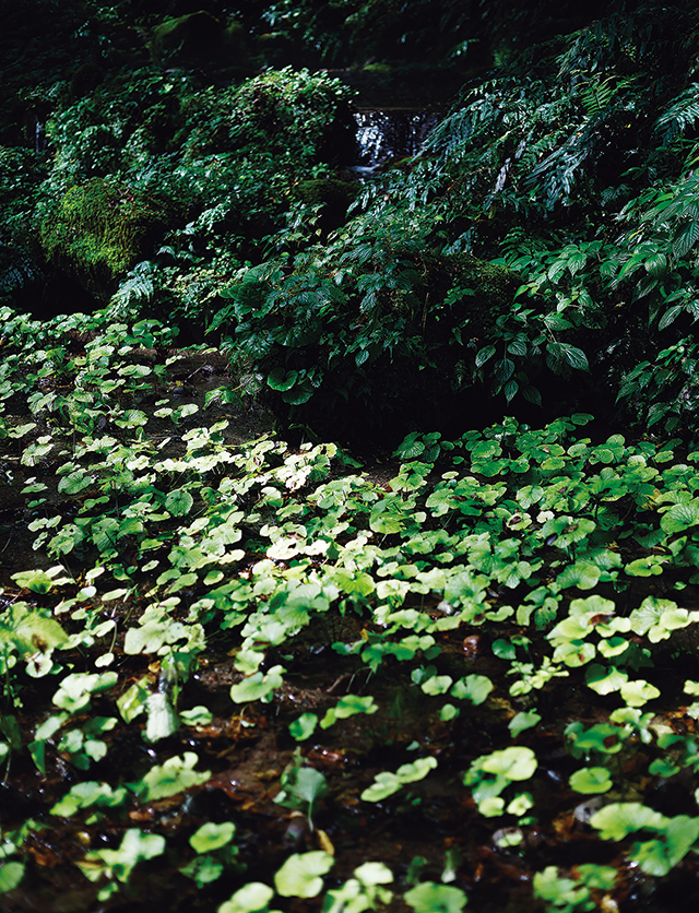 鳥取、西河商店。渓流式のわさび田