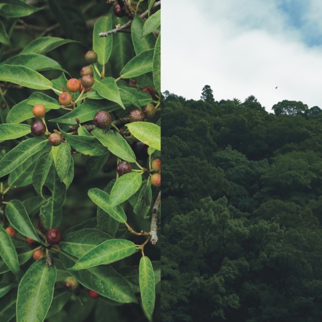 千古不易の照葉樹林 －綾の森－