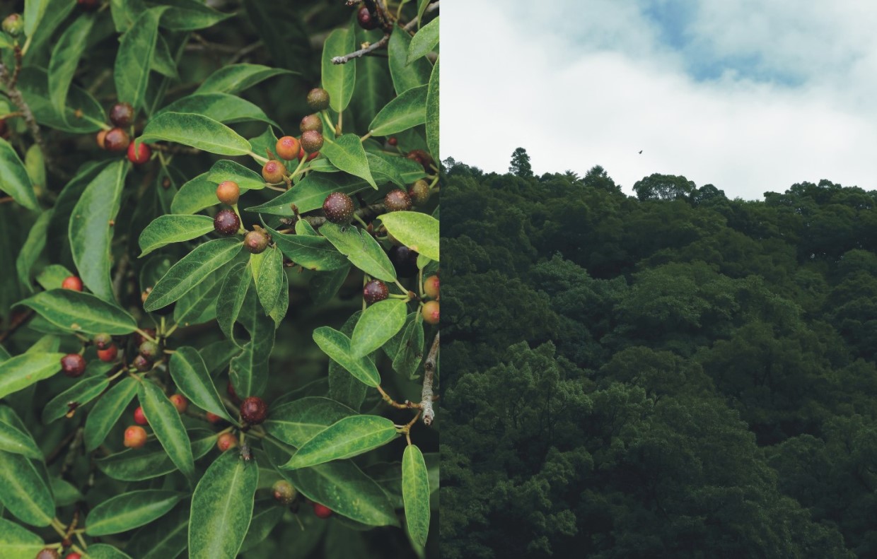 千古不易の照葉樹林、綾の森、NilesNile4月号特集