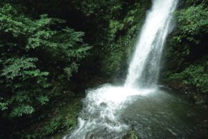 千古不易の照葉樹林、綾の森、NilesNile4月号特集