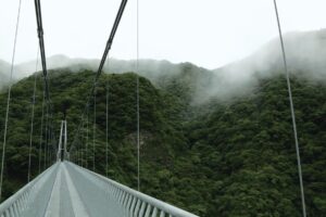 千古不易の照葉樹林、綾の森、NilesNile4月号特集