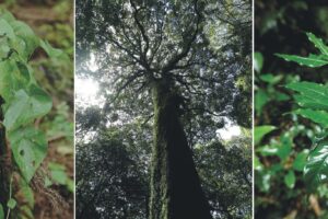 千古不易の照葉樹林、綾の森、NilesNile4月号特集