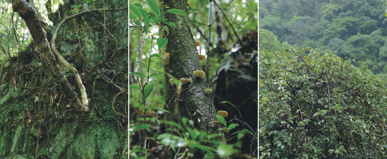 千古不易の照葉樹林 －綾の森－