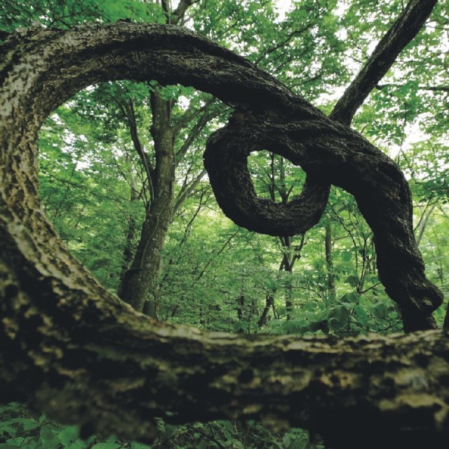 白神山地の太古の森｜ブナ林・動植物・世界自然遺産登録の背景を知る