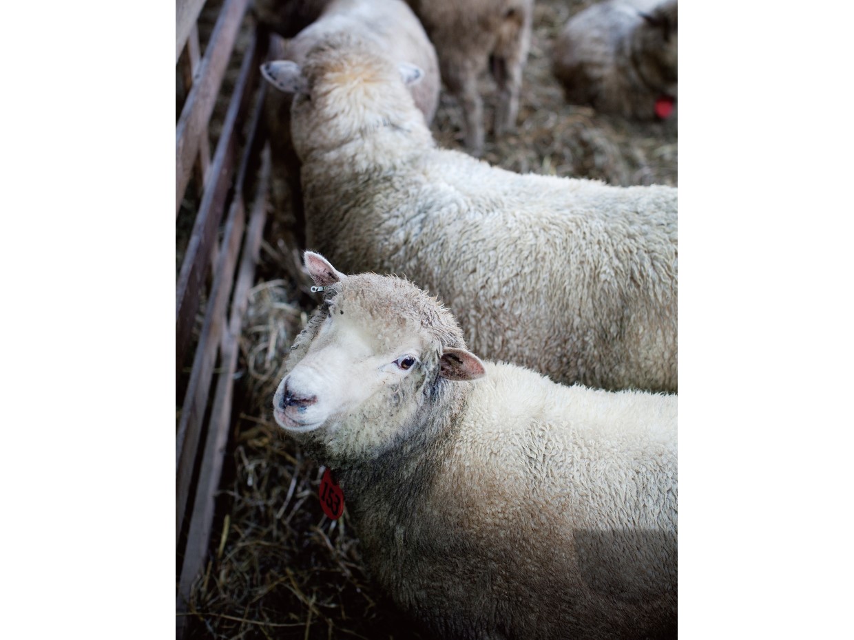 羊たちと逆風の中を生き抜く、羊特集、5月号