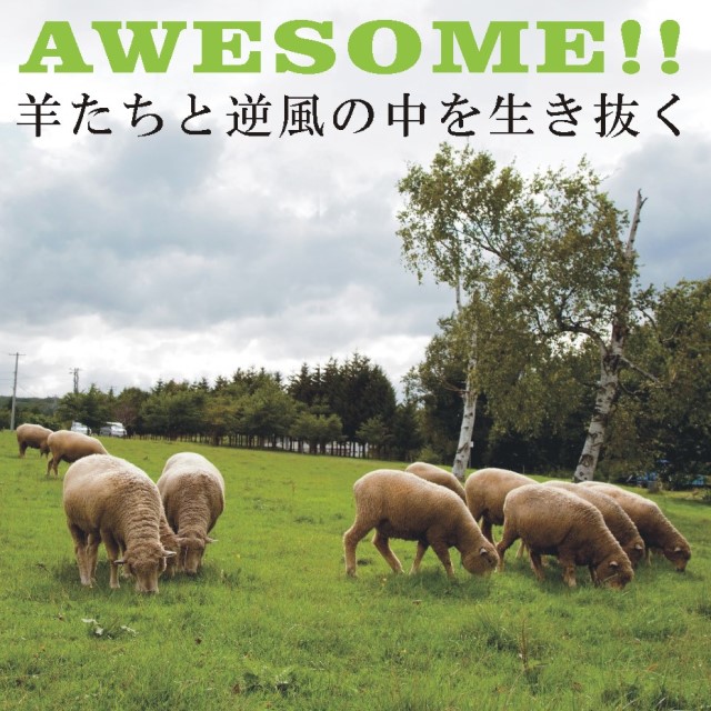 不可思議な羊の正体　羊たちと逆風の中を生き抜く