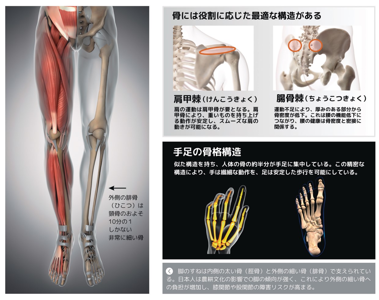 驚くべき骨の力、広島大学、黒坂志穂