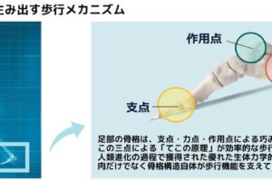 驚くべき骨の力、広島大学、黒坂志穂