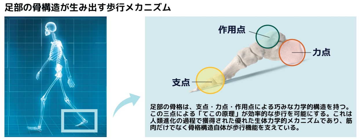驚くべき骨の力、広島大学、黒坂志穂