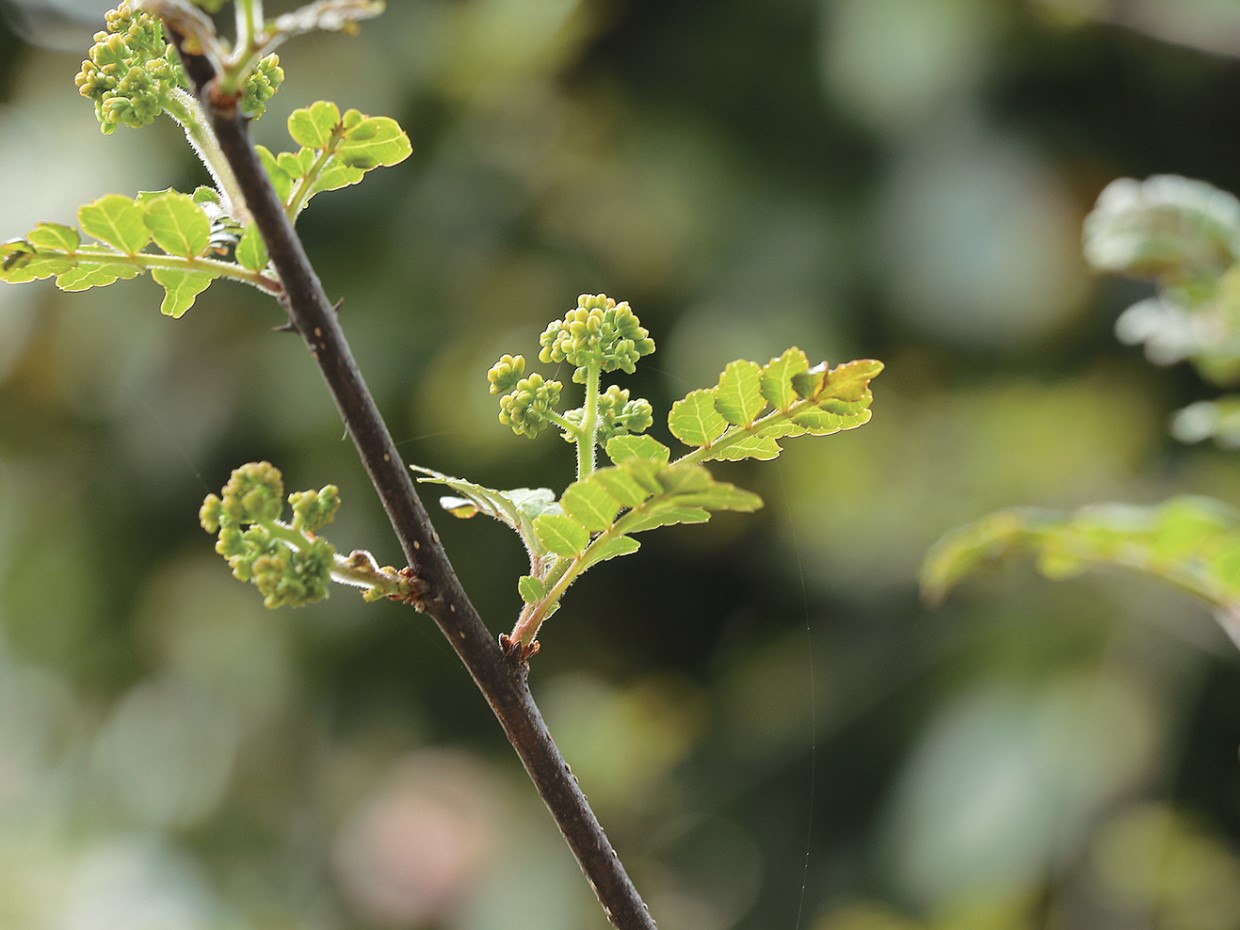 食語の心 第136回 柏井壽、消えた食