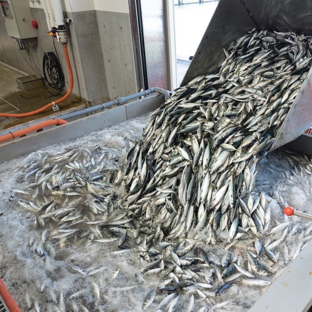 唯一無二 アジフライの聖地