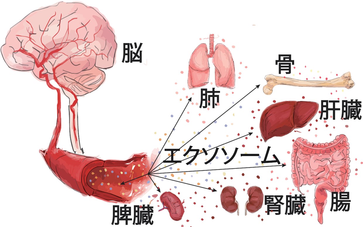 細胞間のコミュニケーションを担うエクソソーム、星野歩子
