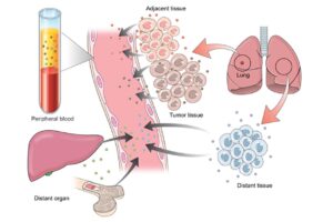 細胞間のコミュニケーションを担うエクソソーム、星野歩子