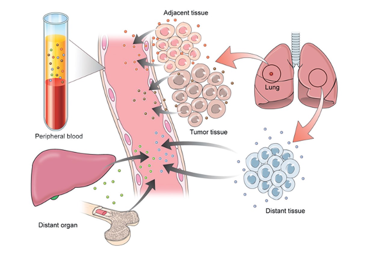 細胞間のコミュニケーションを担うエクソソーム、星野歩子