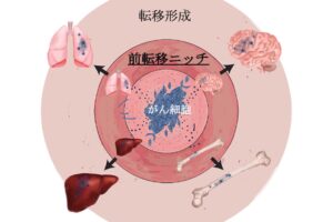 細胞間のコミュニケーションを担うエクソソーム