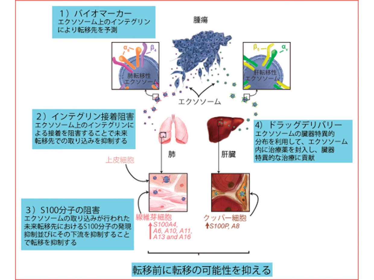細胞間のコミュニケーションを担うエクソソーム