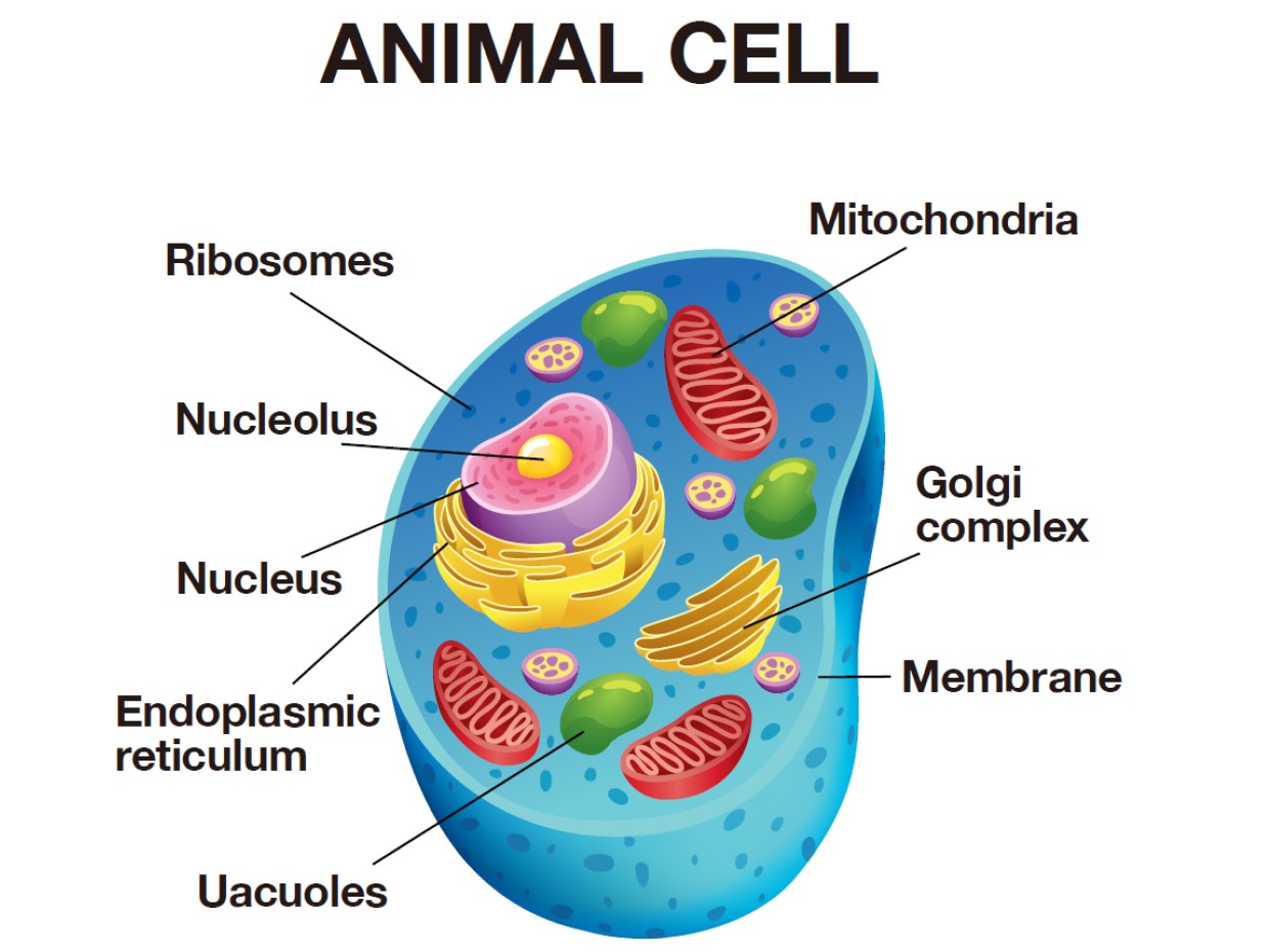細胞とは何か、The Fascinating World of Cells