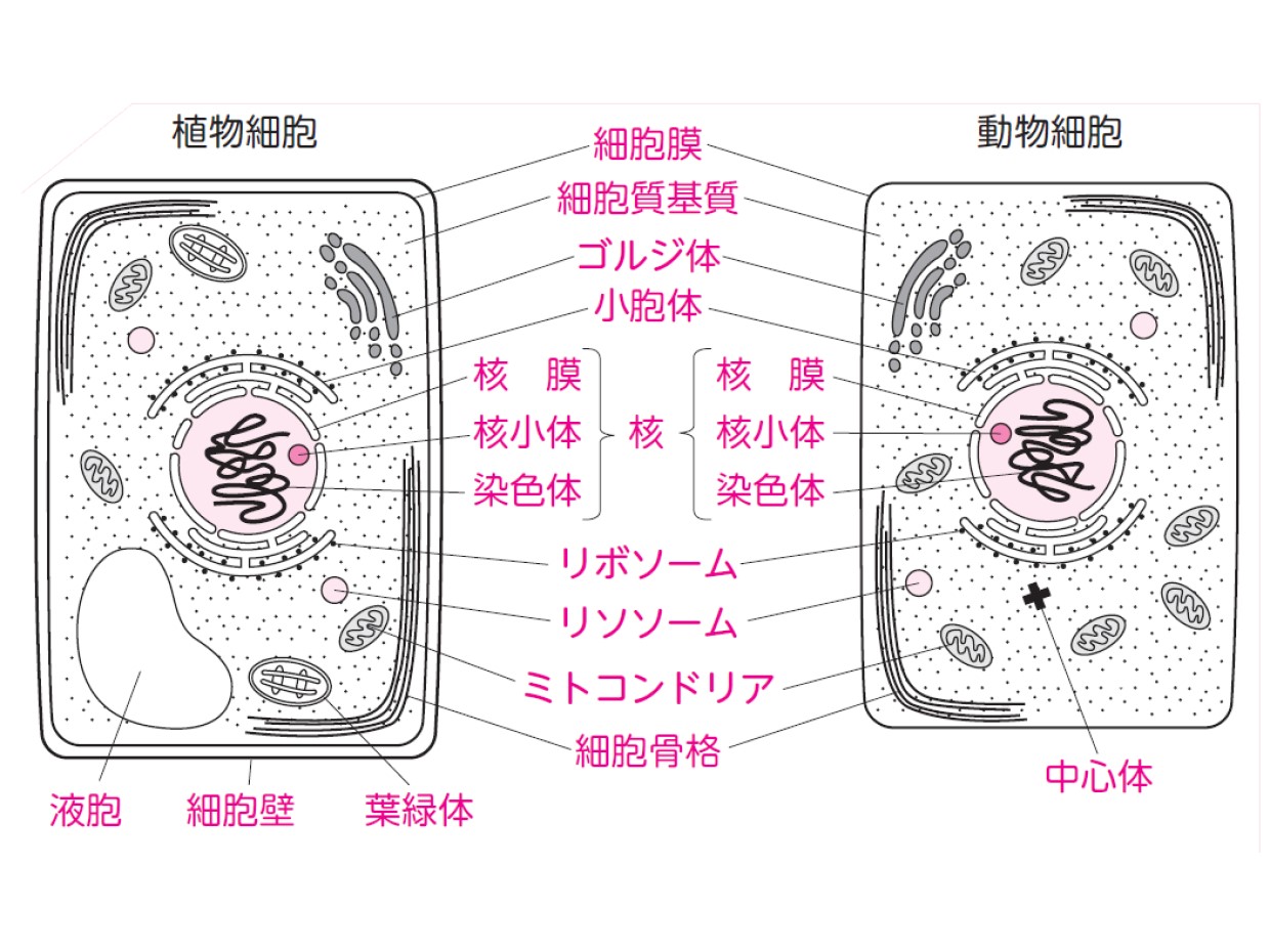 細胞から宇宙まで  Cell to Univerce