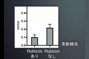 細胞の健康維持に欠かせないオートファジー、吉森保