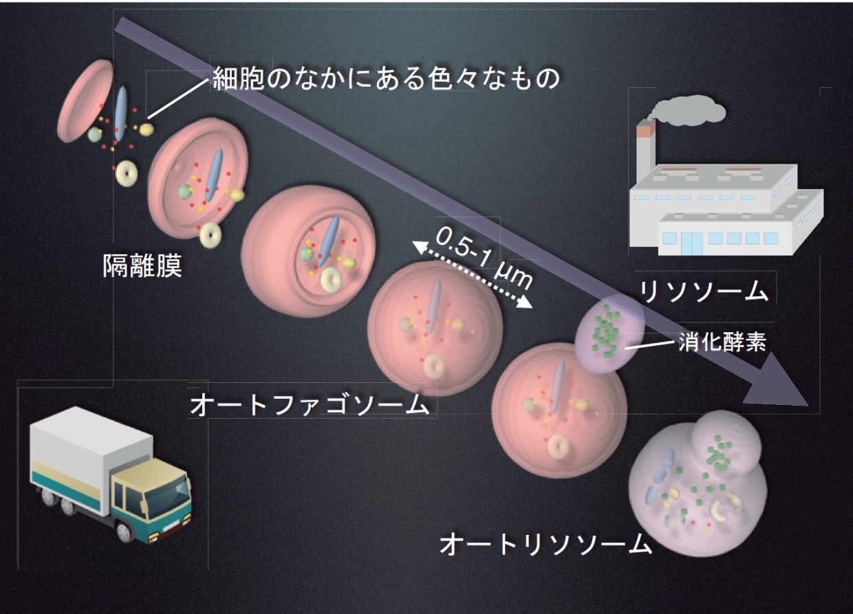 細胞の健康維持に欠かせないオートファジー