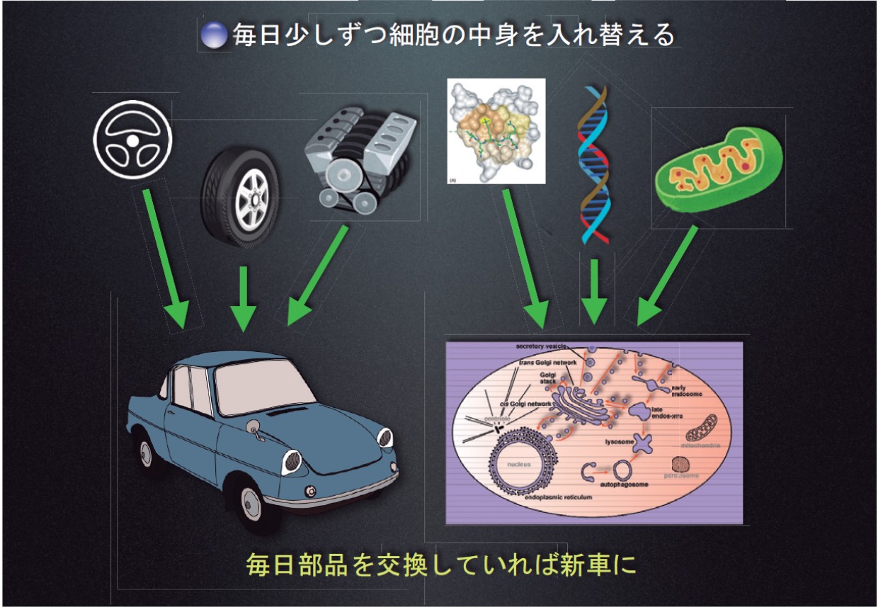 細胞の健康維持に欠かせないオートファジー、吉森保