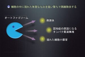 細胞の健康維持に欠かせないオートファジー、吉森保
