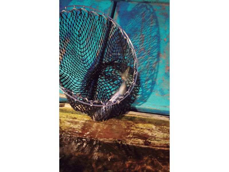 豊後水道一本釣りにこだわる漁師たちがいる