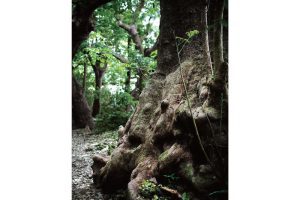 The Birth of Okinawa