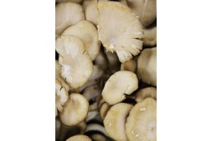 時今浪花賑活気あふれる天下の台所